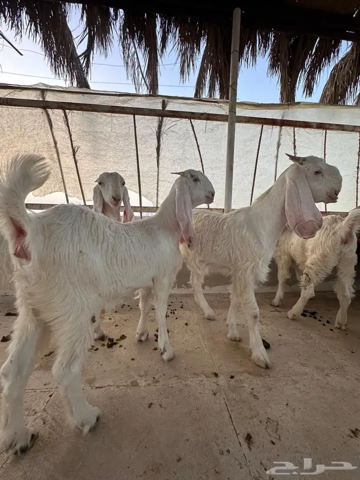 جفار مطورات طيبه بالحيل 5