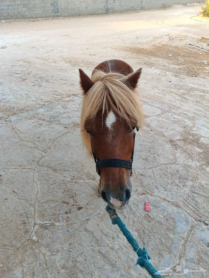 سيسي مذهب تم البيع 3