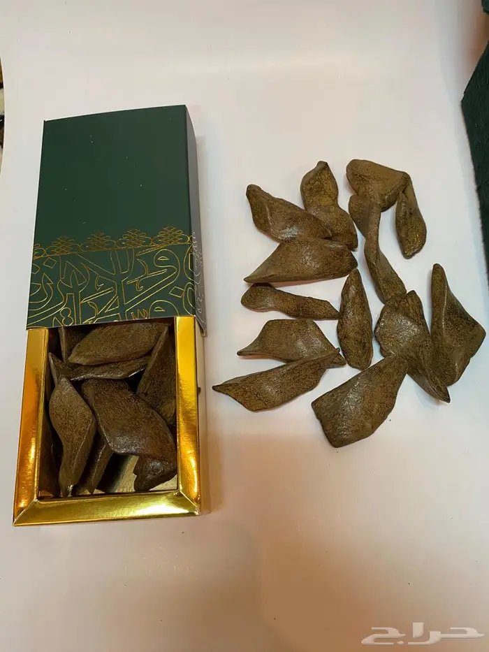 عود مروكي محسن يجمل على الشرط 1