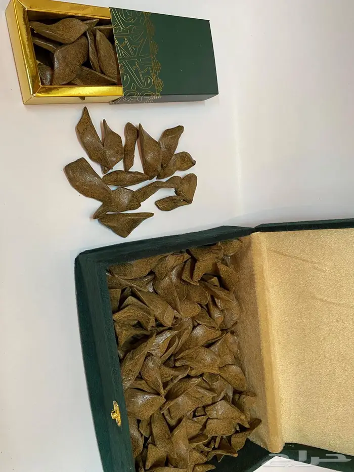 عود مروكي محسن يجمل على الشرط 2