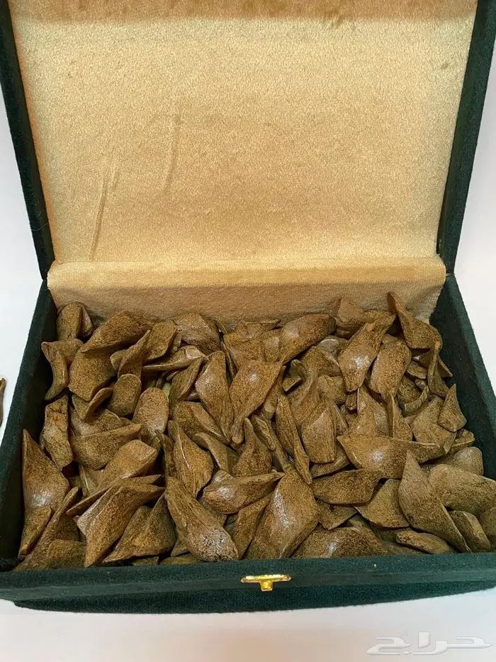 عود مروكي محسن يجمل على الشرط 0