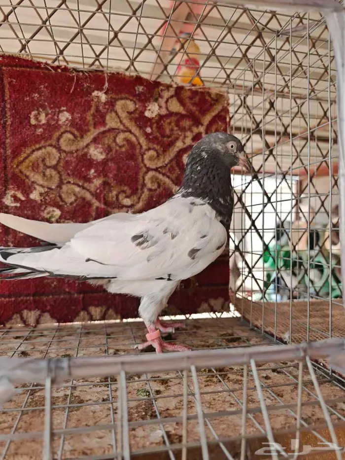 جوز الذكر تيدي الانثئ رام بوري 1