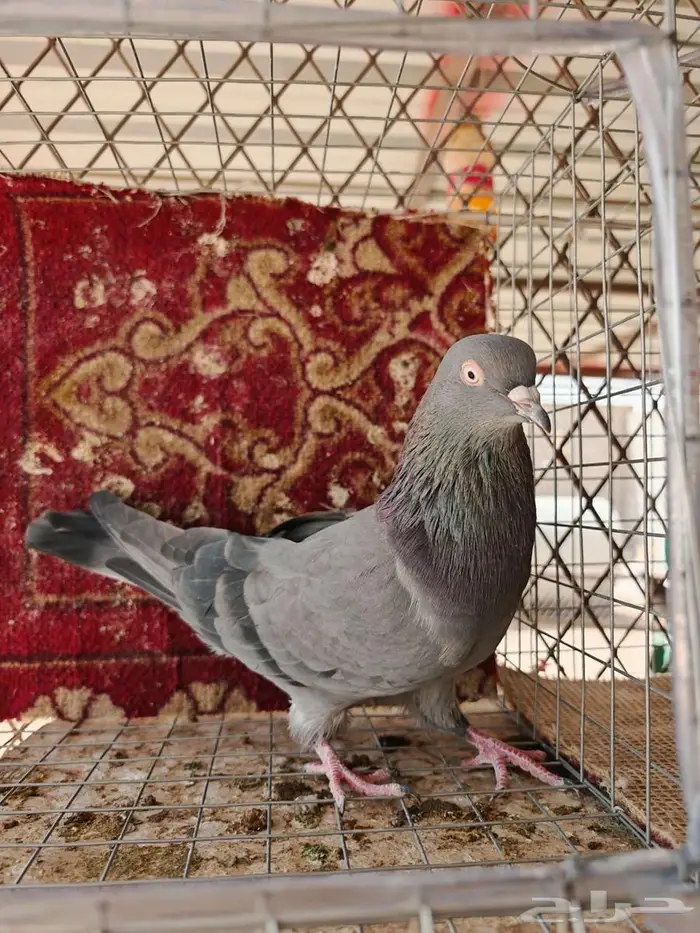 جوز الذكر تيدي الانثئ رام بوري 4