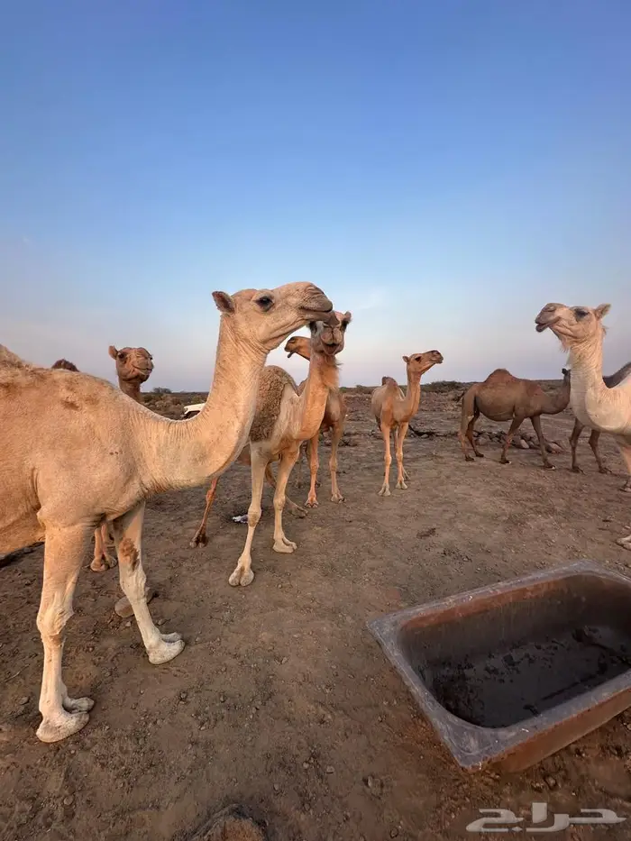 للبيع ابل عددها 13 فيها 12 لقحه 2