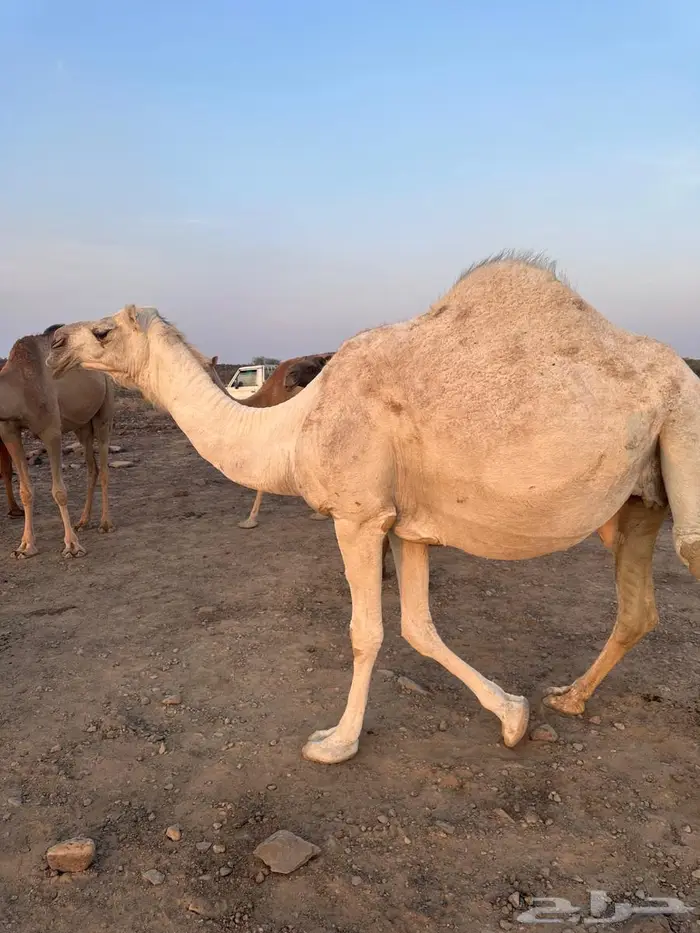 للبيع ابل عددها 13 فيها 12 لقحه 8