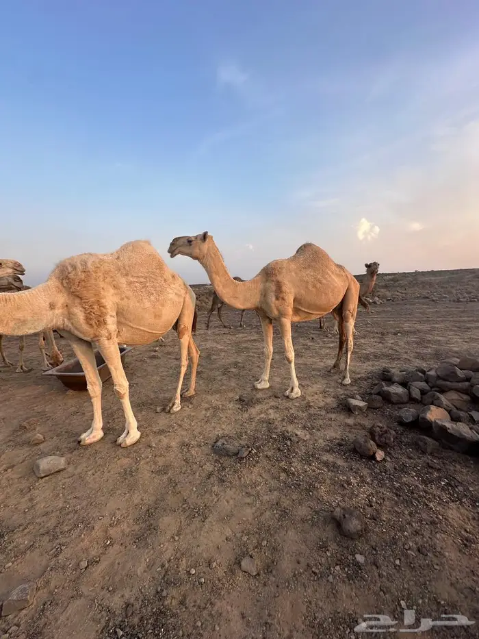 للبيع ابل عددها 13 فيها 12 لقحه 6