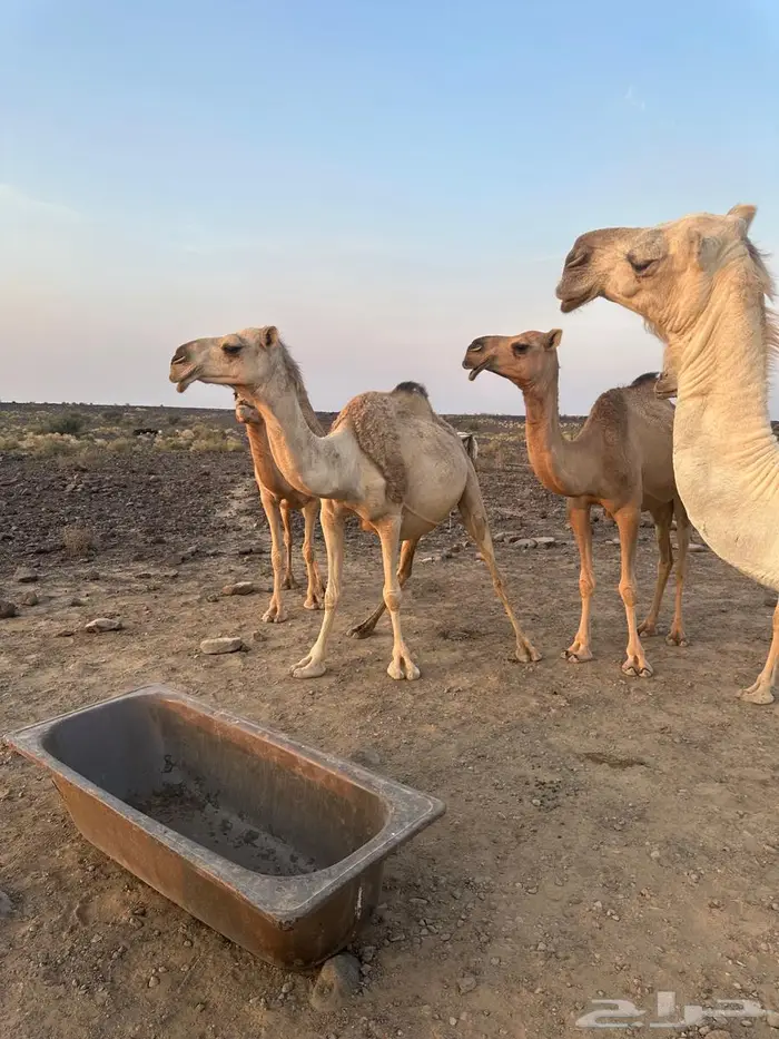 للبيع ابل عددها 13 فيها 12 لقحه 7