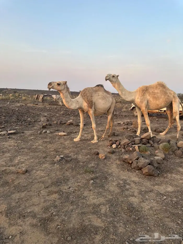 للبيع ابل عددها 13 فيها 12 لقحه 12