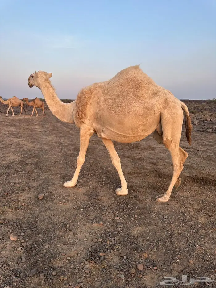 للبيع ابل عددها 13 فيها 12 لقحه 14
