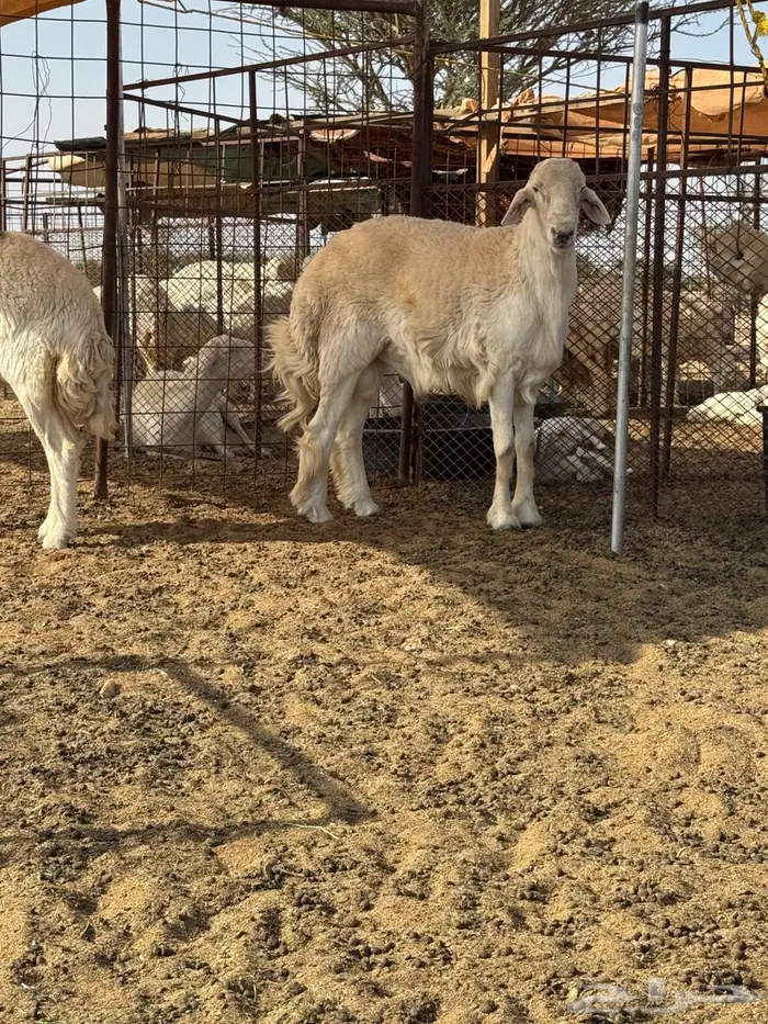 فحل صنف مشروط 1