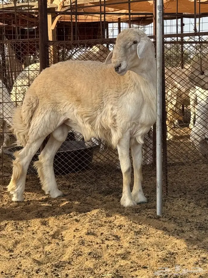 فحل صنف مشروط 0