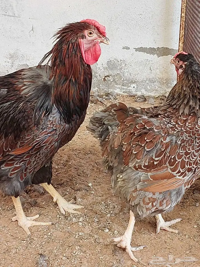 طقم دجاج وايندوت أوروبية الجميلة 3