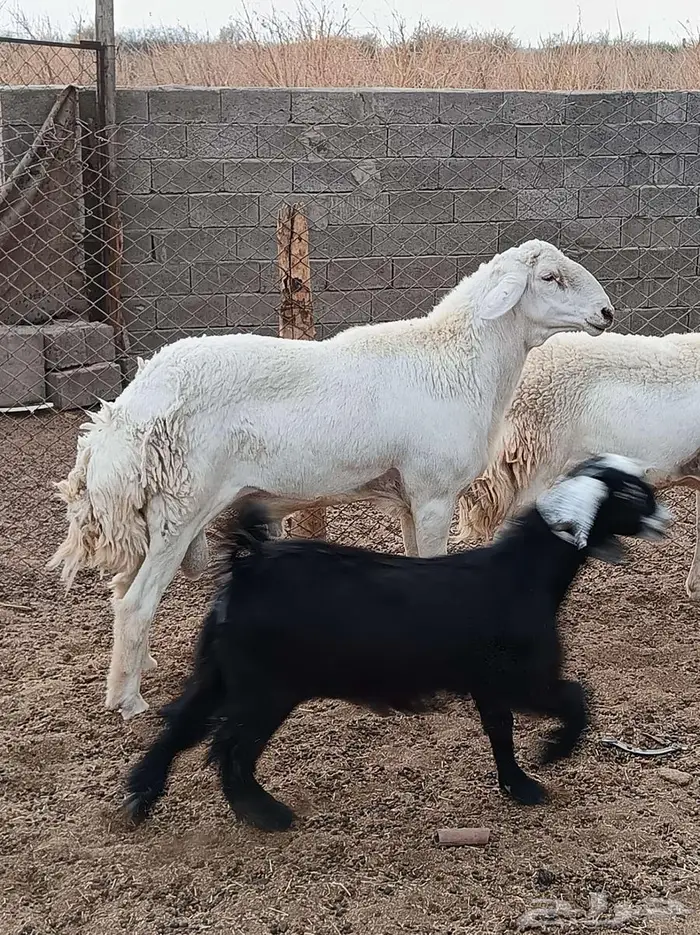 طلي سديس صنف الصنف للبيع 2