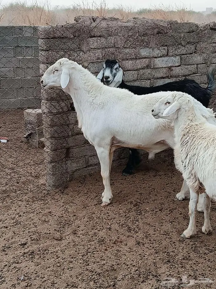 طلي سديس صنف الصنف للبيع 1