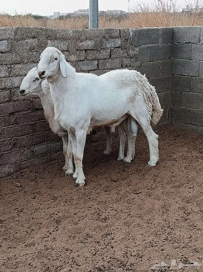 طلي سديس صنف الصنف للبيع 3