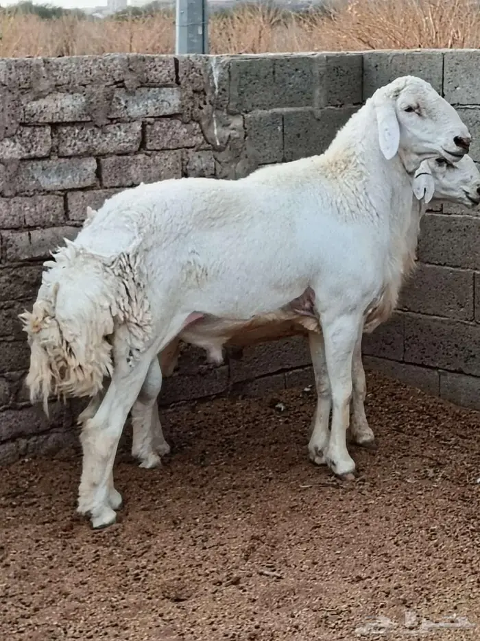 طلي سديس صنف الصنف للبيع 0