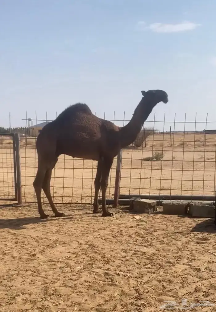 قعود كفو ضغط عالي 0