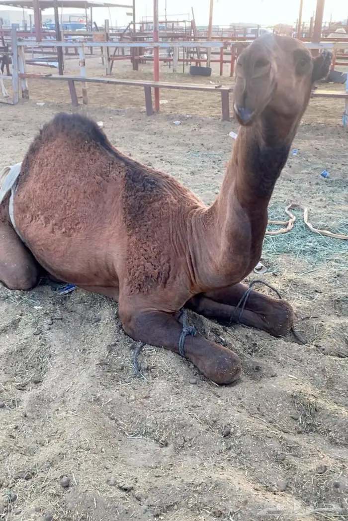 قعود كفو ضغط عالي 1