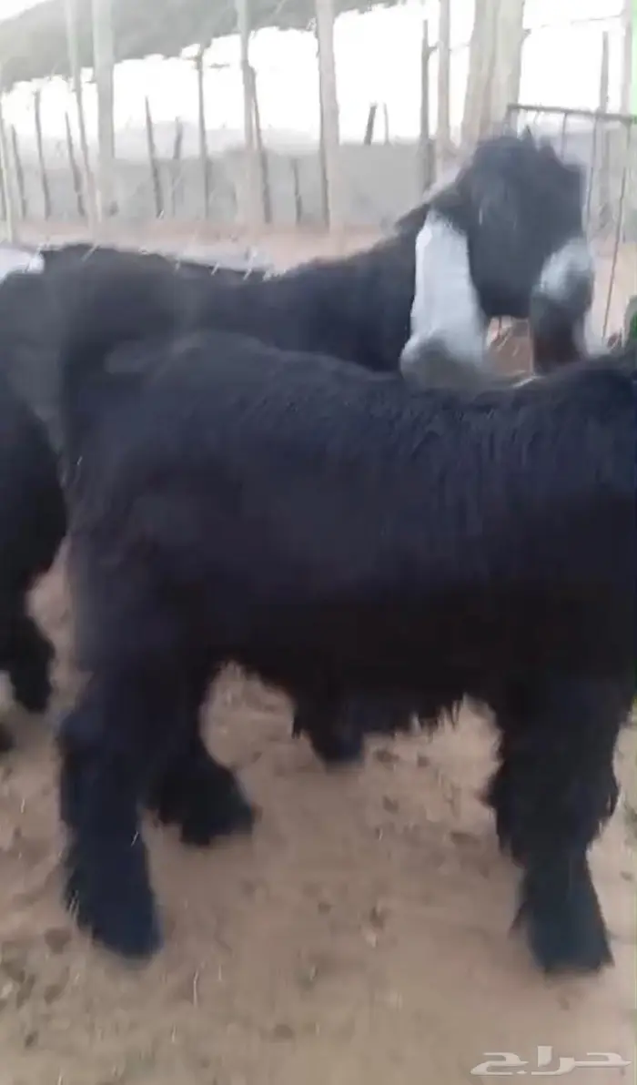 ماعز عوارض مقاني شق توم 2