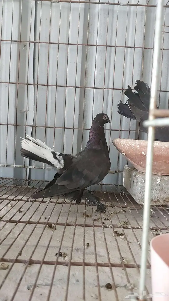 للبيع زوج كرنقو تم البيييع 6