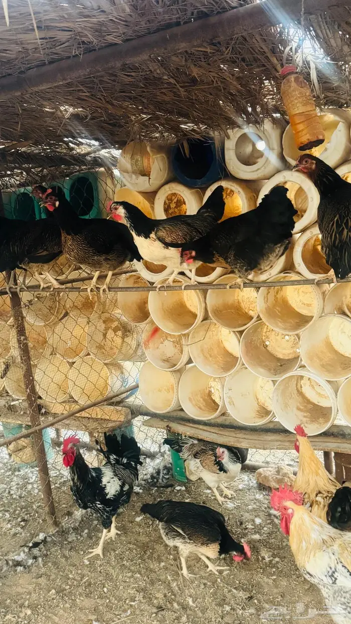 بيض دجاج تركي وفرنسي الوان مميزه 0