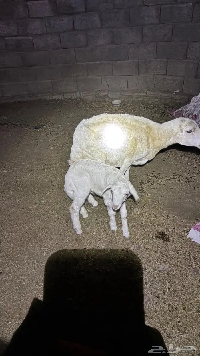 نعجه سنها توها جامع تحتها طلي 0