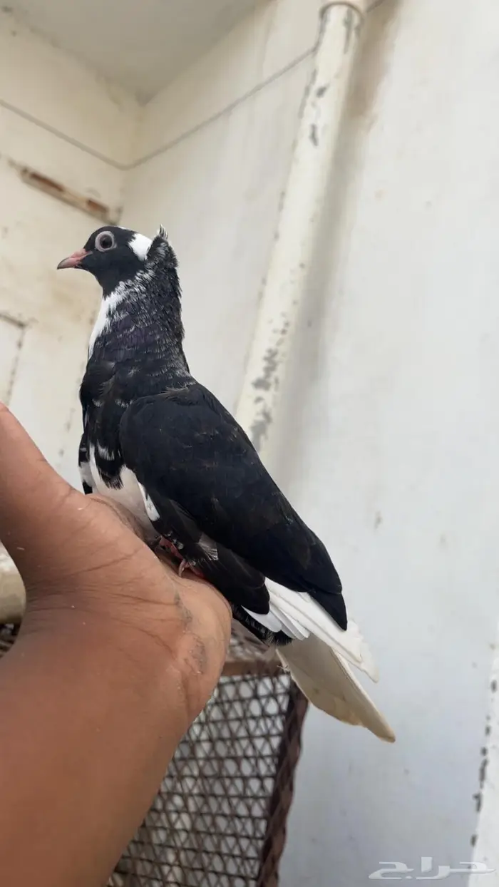 أنثى قطايف الموقع المخواه 0