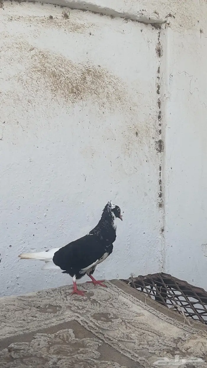 أنثى قطايف الموقع المخواه 2