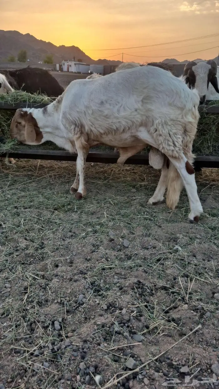 سواكني ثني 1