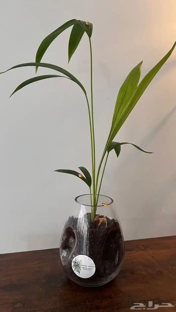 هدايا نباتات طبيعيه لذكرى خالده وممميزه 1