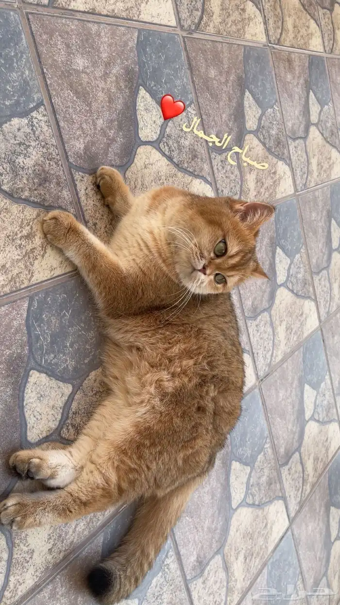 انثى و ذكر سكوتش للبيع قولد فولد و ستريت 1