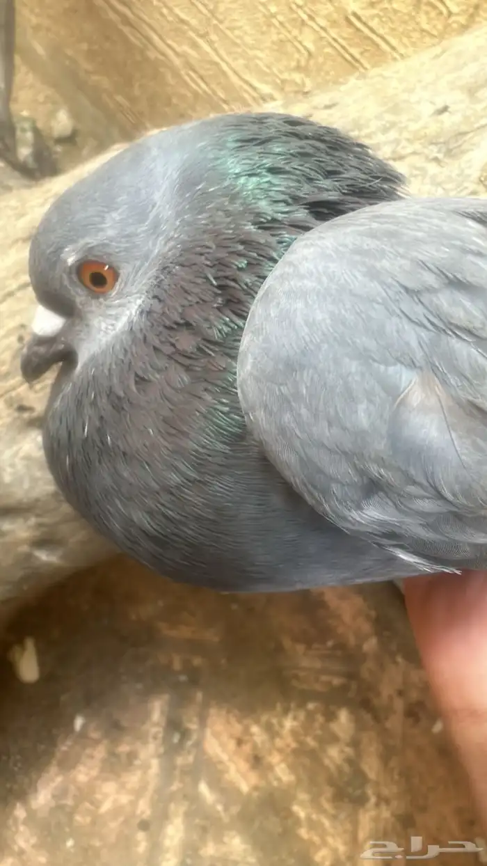 حمام بلدي وزاجل 2
