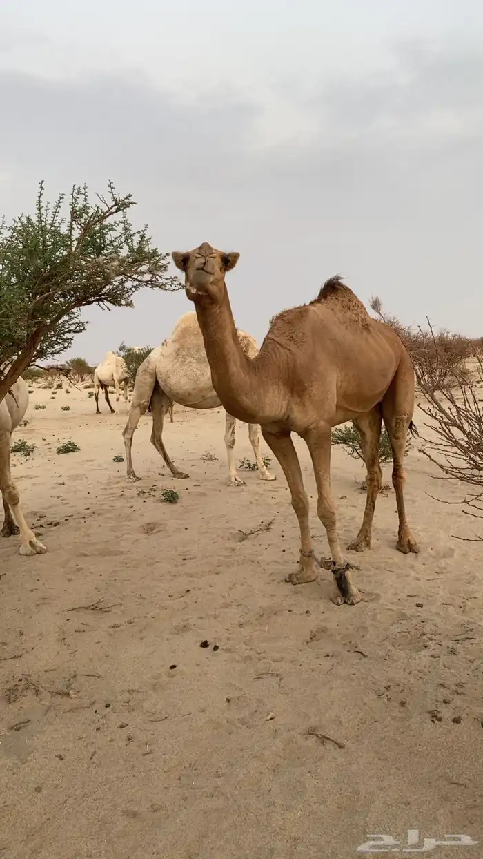 للبيع ناقه حمرا طيبه 0