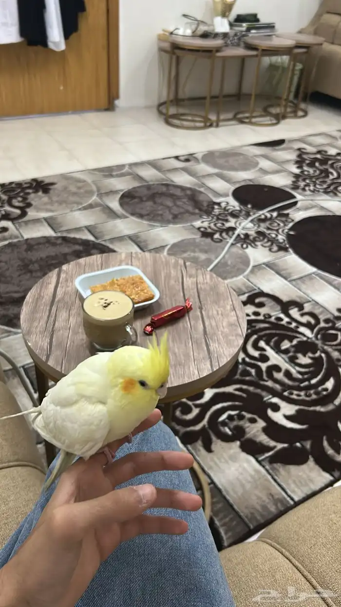 طير مفقود الدمام حي احد عليه حجل اقسم بالله على قلبي والله 3