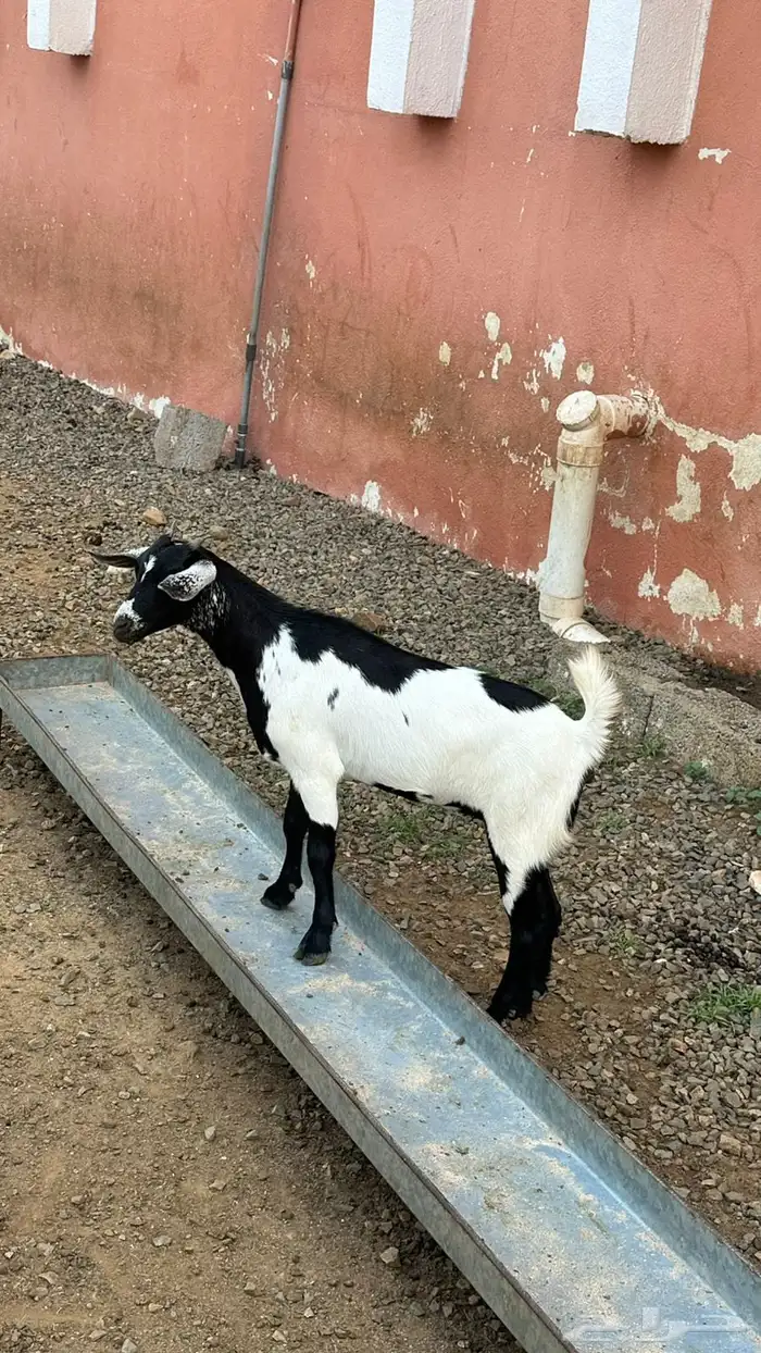 الاناث 4
