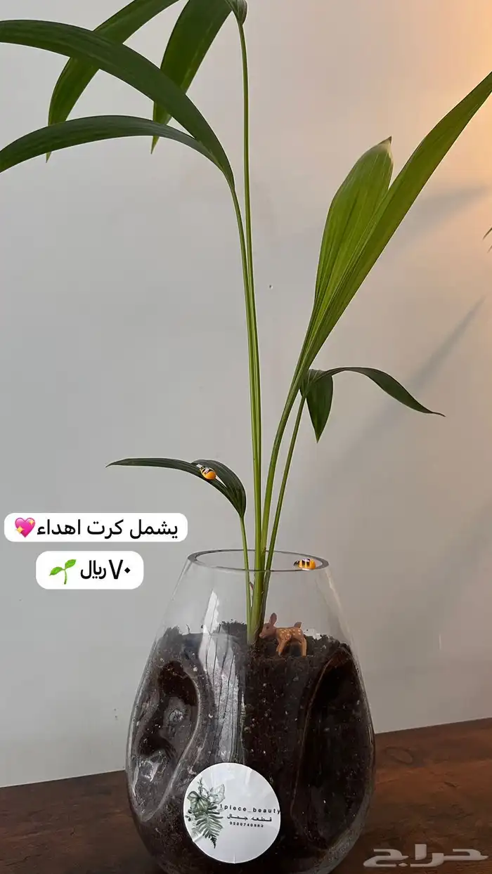 هدايا نباتات طبيعيه لذكرى خالده وممميزه 0