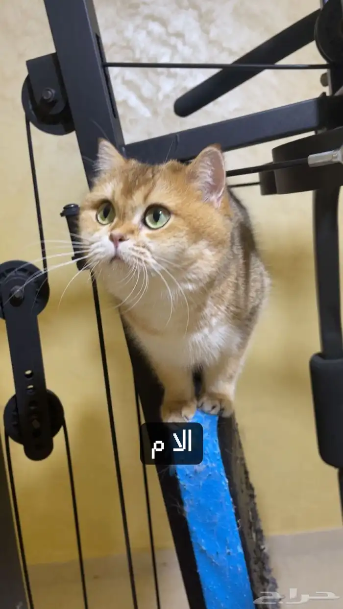 للبيع قطة سكوتش ستريت 3