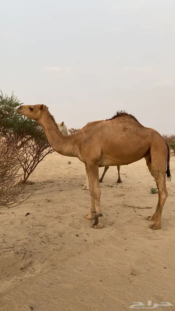 للبيع ناقه حمرا طيبه 1