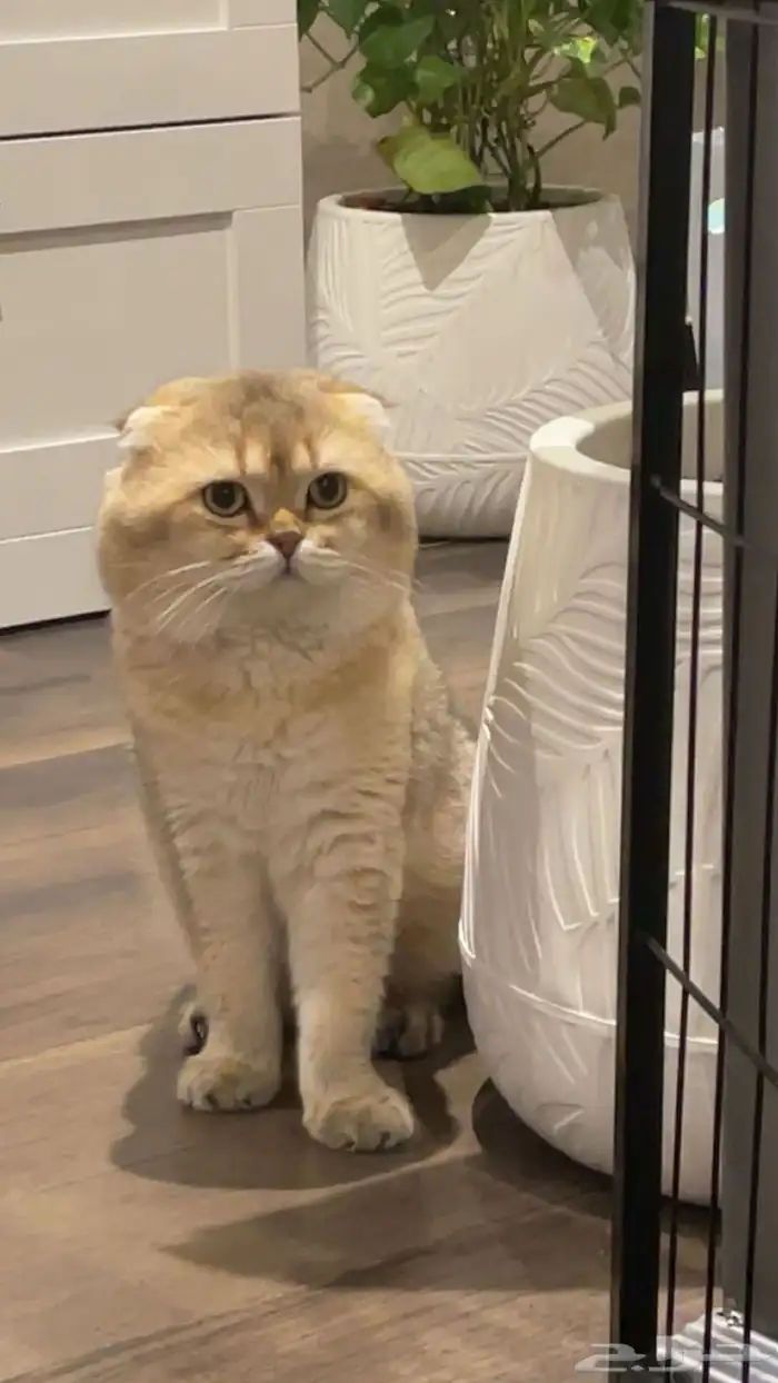 انثى و ذكر سكوتش للبيع قولد فولد و ستريت 3