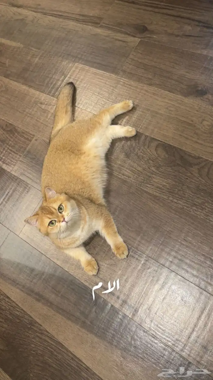 للبيع قطة سكوتش ستريت 2