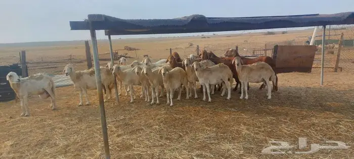 ضان حريات وسواكن 0