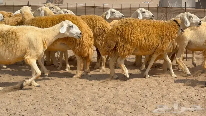 غنم صنف 32 تحتها 4 3