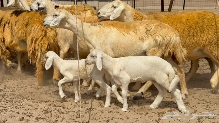 غنم صنف 32 تحتها 4 9