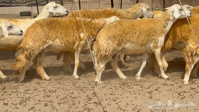 غنم صنف 32 تحتها 4 10