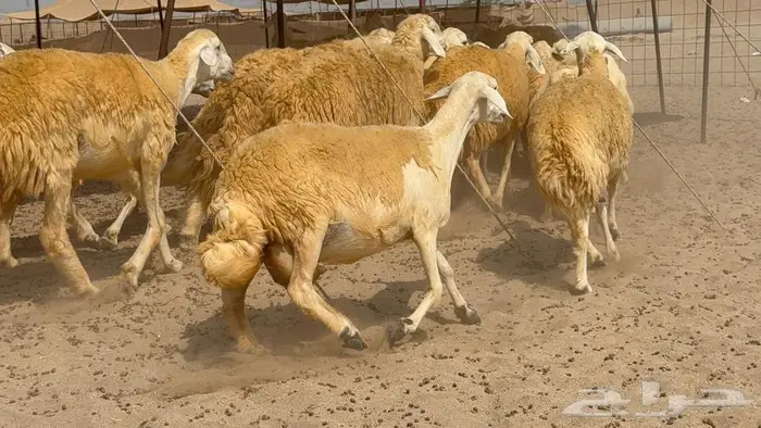 غنم صنف 32 تحتها 4 12