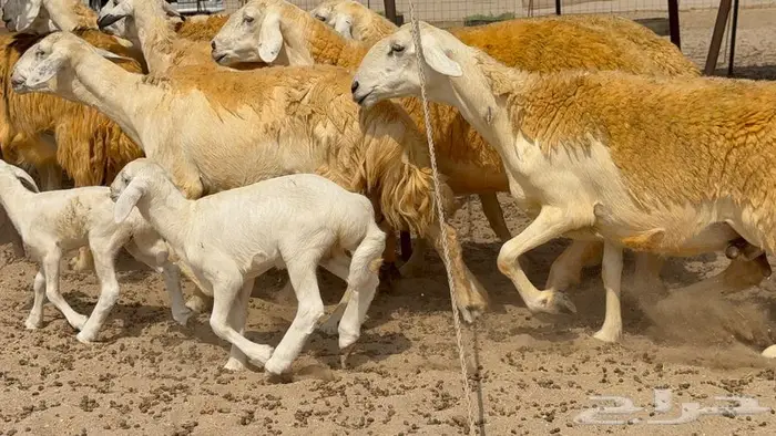 غنم صنف 32 تحتها 4 8
