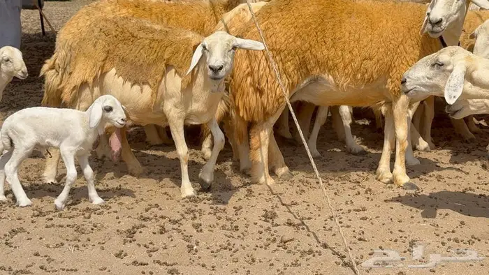 غنم صنف 32 تحتها 4 0