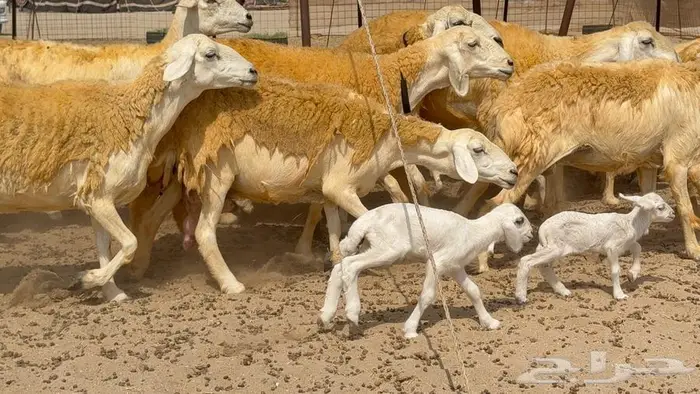 غنم صنف 32 تحتها 4 1