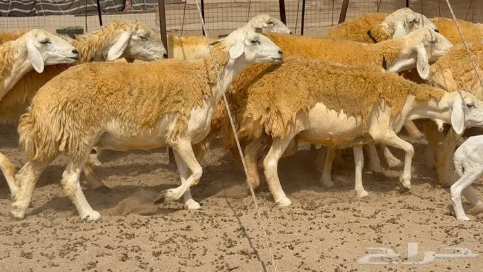 غنم صنف 32 تحتها 4 11