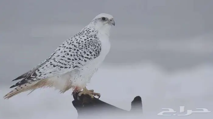 عرض صقر مع صقار بمناسبة اليوم الوطني 2